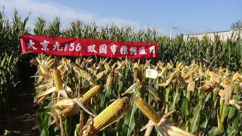 2020年商丘秋季农作物新品种观摩会圆满结束，146个玉米品种谁能脱颖而出？