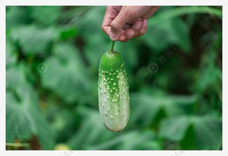黄瓜绿意 镜头下的绿色食品种植之道